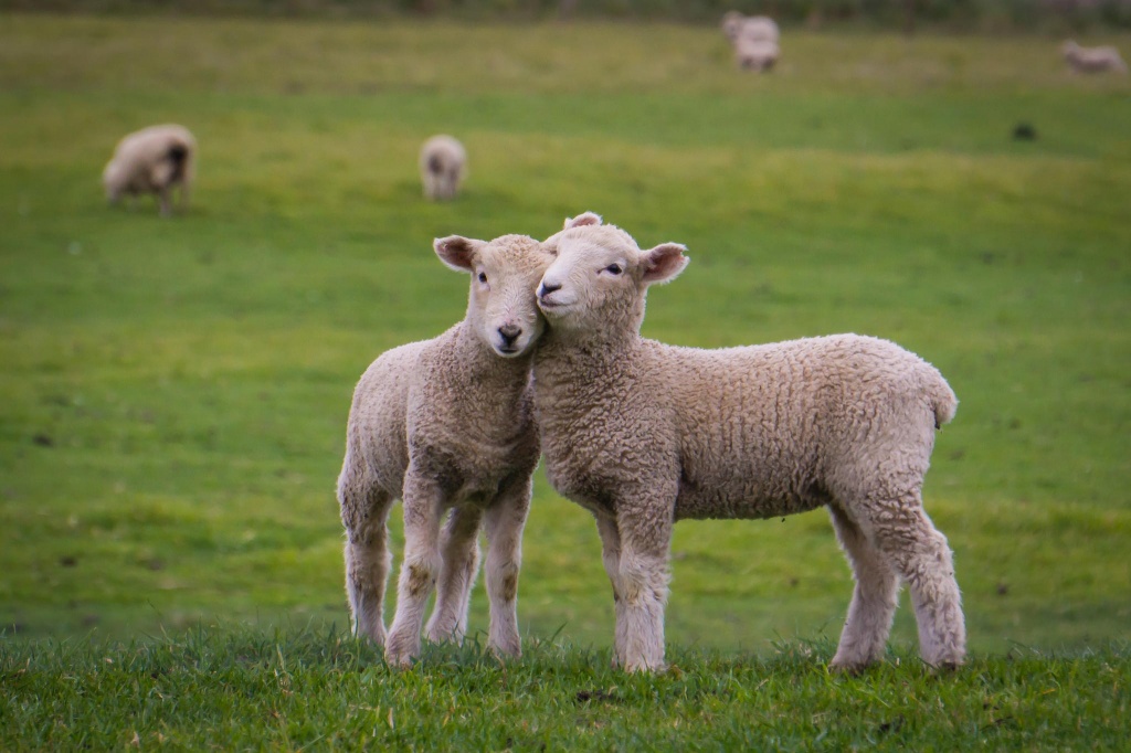 Организация бизнеса на разведении овец.jpg