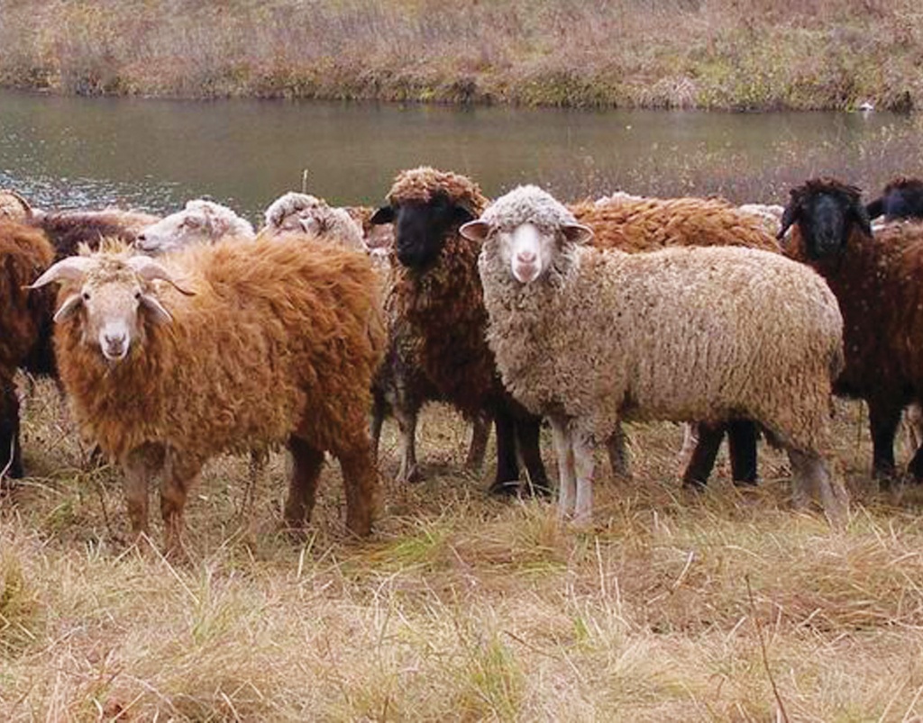 Организация бизнеса на выращивании овец.jpg