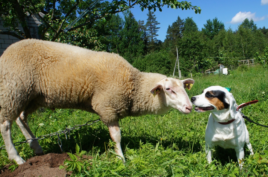 Разведение овец на приусадебном хозяйстве.jpg