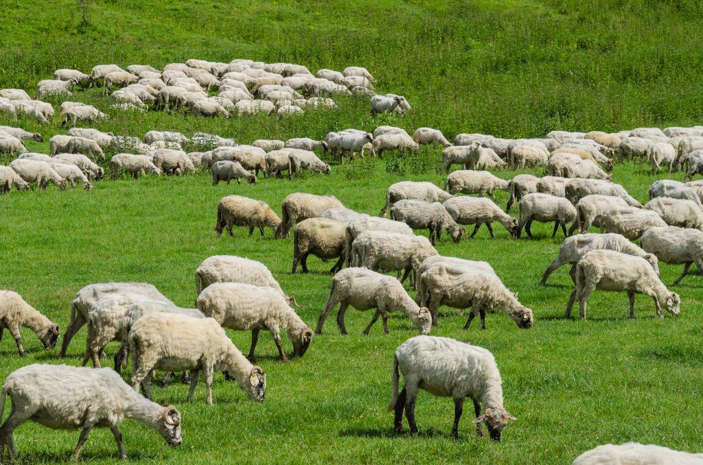 Разведение овец дома