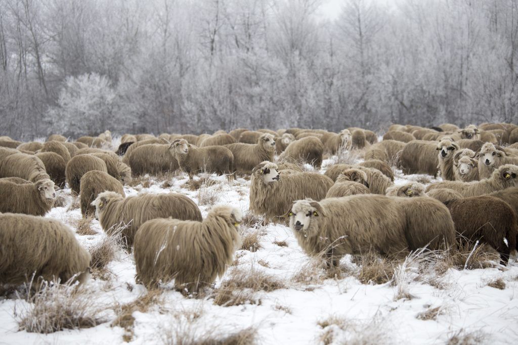 Содержание овец в зимний период