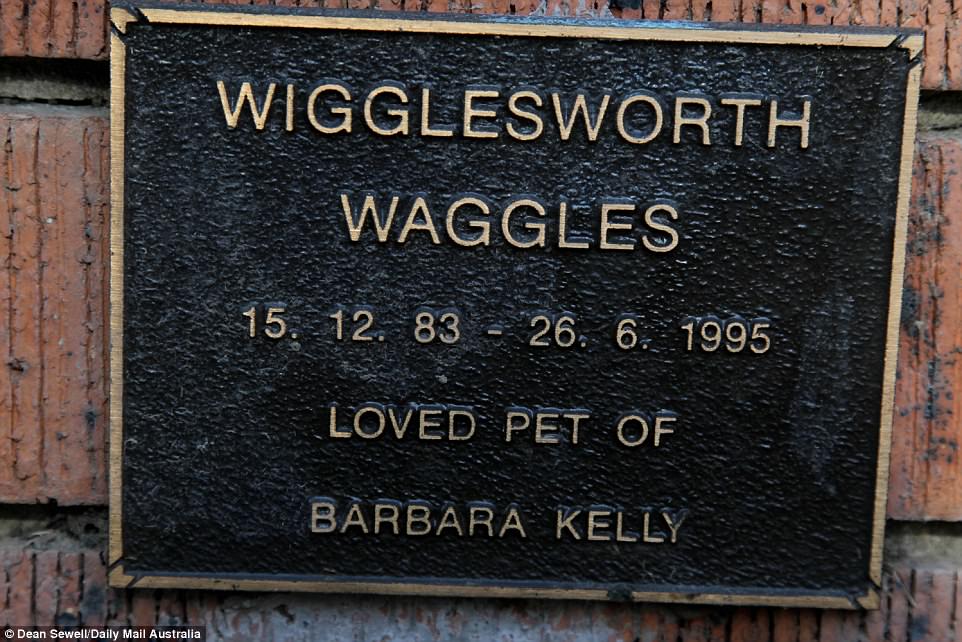 Wigglesworth Waggles, an old English sheepdog, is Shane McGraw