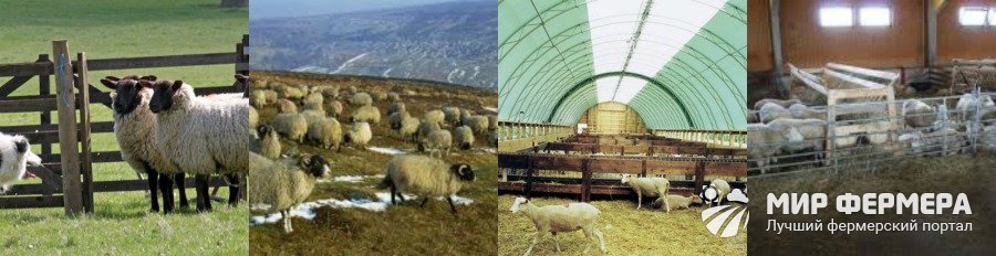 Помещение для содержания овец