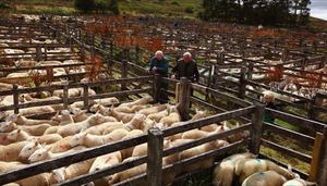 Фермерское разведение овец